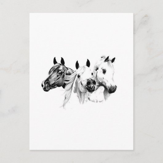 Arabische Pferde Postkarte (Vorderseite)