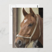 Arabische Pferde Postkarte (Vorne/Hinten)