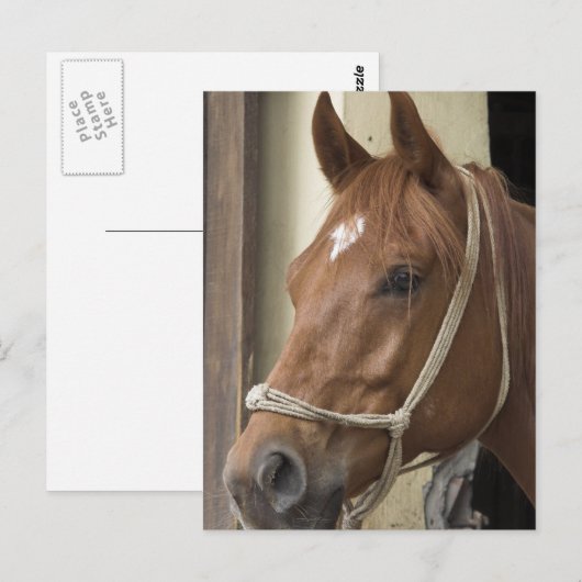 Arabische Pferde Postkarte (Vorne/Hinten)
