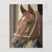 Arabische Pferde Postkarte (Vorderseite)
