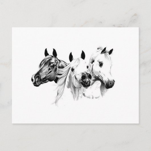 Arabische Pferde Postkarte (Vorderseite)