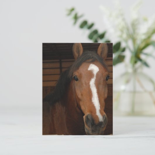 Arabische Pferde Postkarte (Stehend Vorderseite)