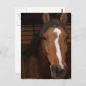 Arabische Pferde Postkarte (Vorne/Hinten)