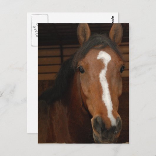 Arabische Pferde Postkarte (Vorne/Hinten)