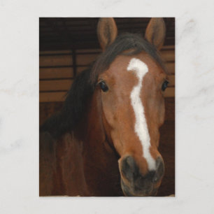 Arabische Pferde Postkarte