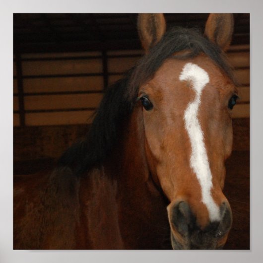 Arabische Pferdedrucke Poster (Vorne)