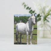 Arabische Pferdepostkarte Postkarte (Stehend Vorderseite)