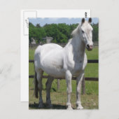 Arabische Pferdepostkarte Postkarte (Vorne/Hinten)