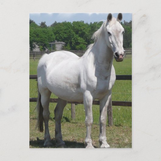 Arabische Pferdepostkarte Postkarte (Vorderseite)