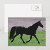 arabische Profile Postkarten (Vorne/Hinten)