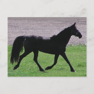 arabische Profile Postkarten