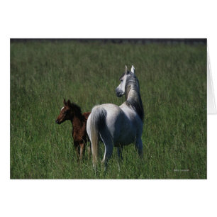 Arabische Stute u. Fohlen