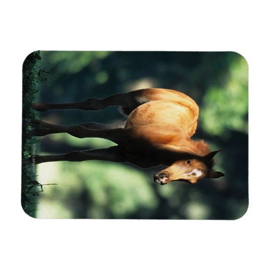 Arabischer Foal in den Bäumen Magnet (Horizontal)