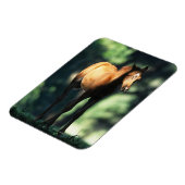 Arabischer Foal in den Bäumen Magnet (Linke Seite)