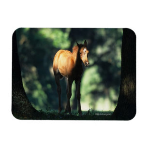 Arabischer Foal in den Bäumen Magnet