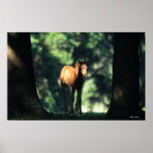 Arabischer Foal in den Bäumen Poster (Vorne)