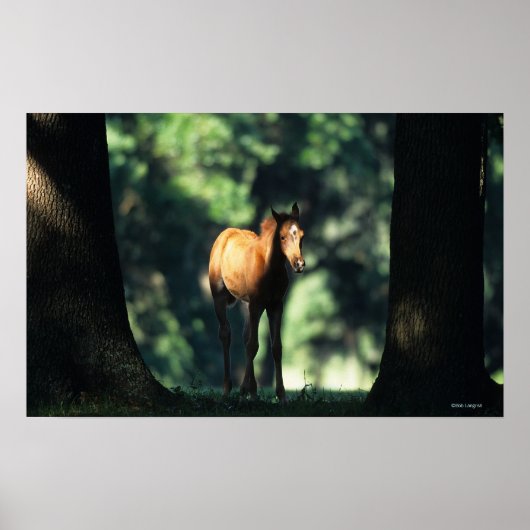 Arabischer Foal in den Bäumen Poster (Vorne)
