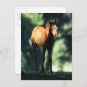 Arabischer Foal in den Bäumen Postkarte (Vorne/Hinten)