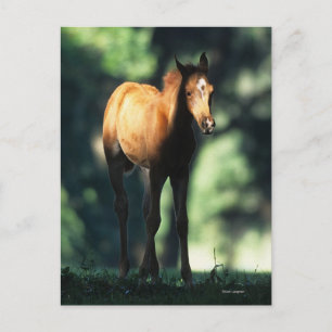 Arabischer Foal in den Bäumen Postkarte