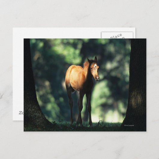 Arabischer Foal in den Bäumen Postkarte (Vorne/Hinten)