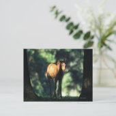 Arabischer Foal in den Bäumen Postkarte (Stehend Vorderseite)