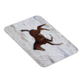 Arabischer Fohlen im Schnee Magnet (Rechte Seite)