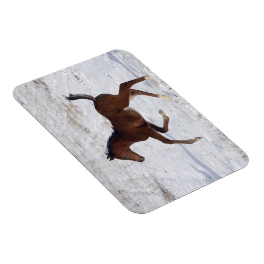 Arabischer Fohlen im Schnee Magnet (Rechte Seite)