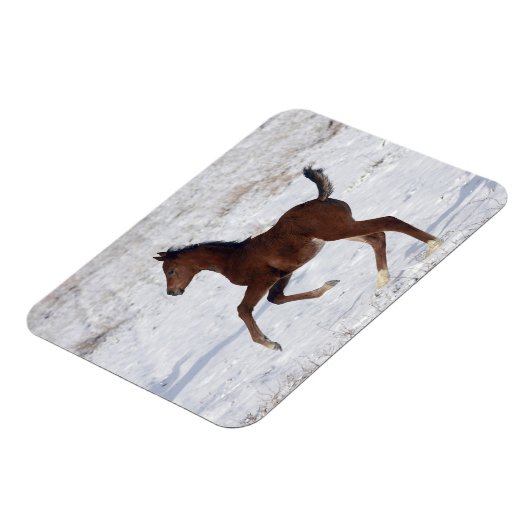 Arabischer Fohlen im Schnee Magnet (Linke Seite)