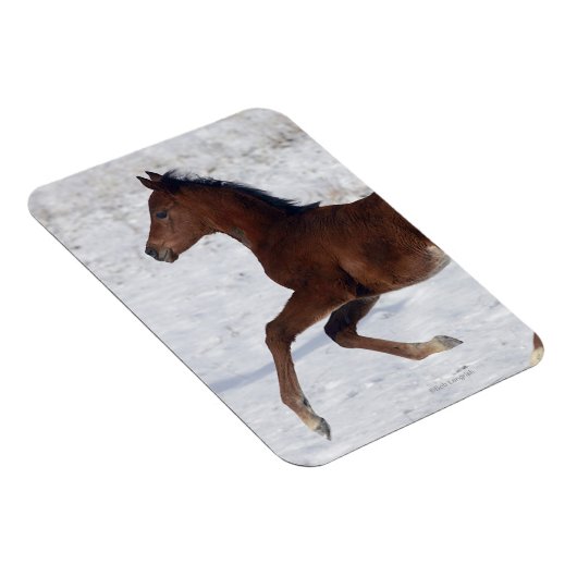 Arabischer Fohlen im Schnee Magnet (Rechte Seite)