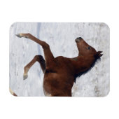 Arabischer Fohlen im Schnee Magnet (Horizontal)