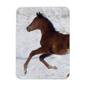 Arabischer Fohlen im Schnee Magnet (Vertikal)