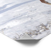 Arabischer Fohlen im Schnee Poster (Ecke)