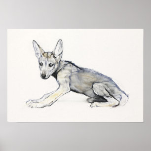 Arabischer Jugendlicher Wolf Pup 2009 Poster
