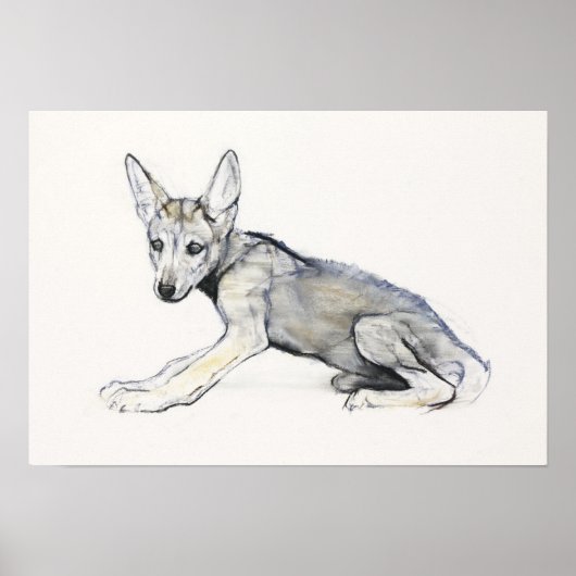 Arabischer Jugendlicher Wolf Pup 2009 Poster (Vorne)