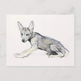 Arabischer Jugendlicher Wolf Pup 2009 Postkarte