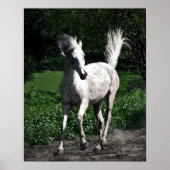 arabischer Mare Poster (Vorne)