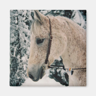 Arabischer Mischungs-Magnet Magnet