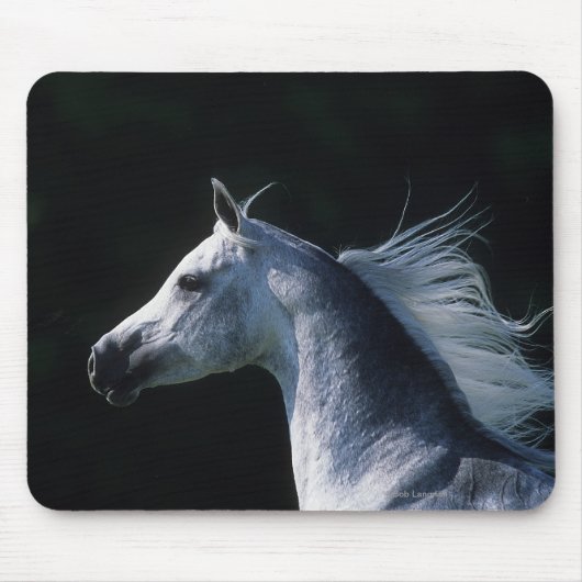 Arabischer PferdeHeadshot 2 Mousepad (Vorne)