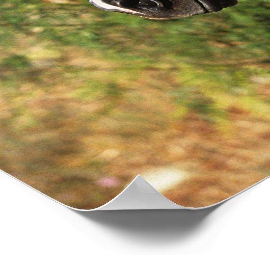 Arabischer Pferdekopf mit Bridle Poster (Ecke)