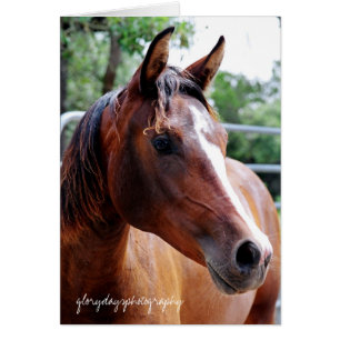 arabischer Pferdekopf-Schuss, Glorydaysphotographi