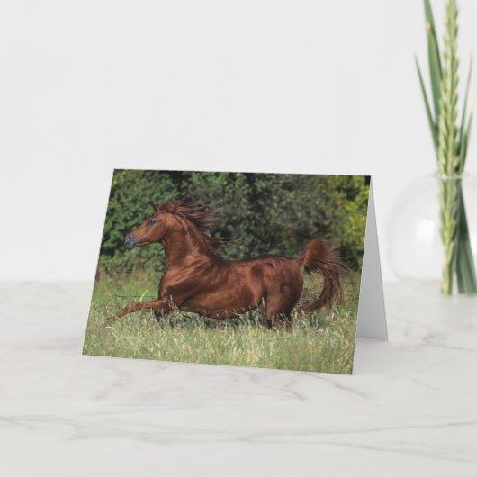 Arabischer Stallion, der in das Gras läuft Karte (Vorderseite)
