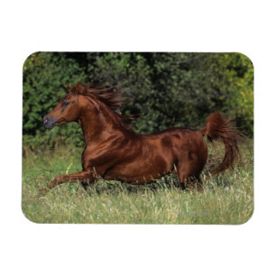 Arabischer Stallion, der in das Gras läuft Magnet