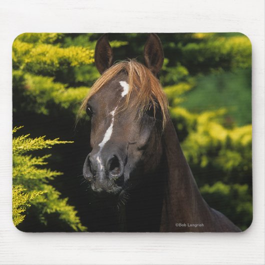 Arabischer Stallion Mousepad (Vorne)