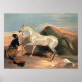 Arabischer Stallion Poster (Vorne)
