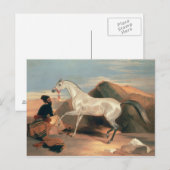 Arabischer Stallion Postkarte (Vorne/Hinten)