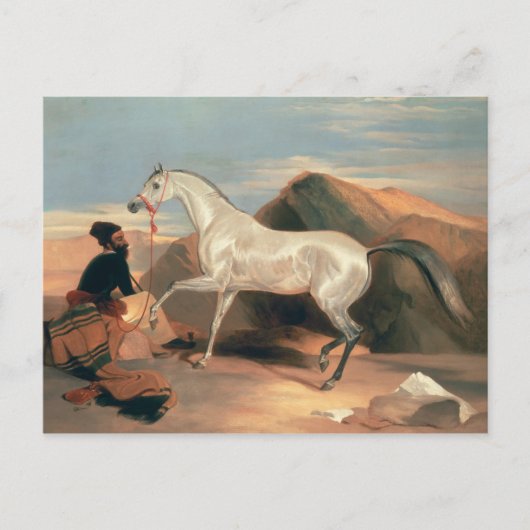 Arabischer Stallion Postkarte (Vorderseite)