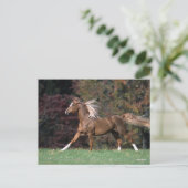 Arabischer Stalon, der Mist und Schwanz flammt Postkarte (Stehend Vorderseite)