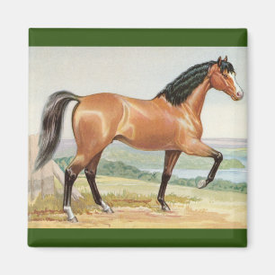 Arabisches Bay-Pferd – Vintage-Aquarell-Kunst Magnet