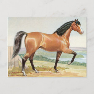 Arabisches Bay-Pferd – Vintage-Aquarell-Kunst Postkarte