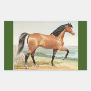Arabisches Bay-Pferd – Vintage-Aquarell-Kunst Rechteckiger Aufkleber
